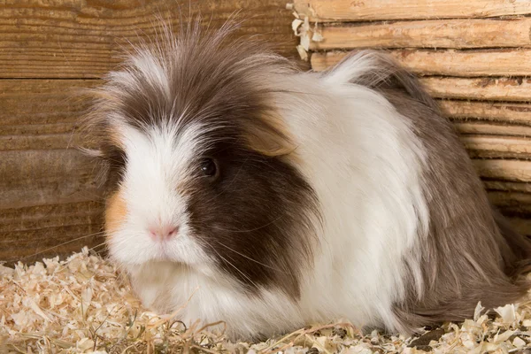 Guinea pig portrait — Stock Photo, Image