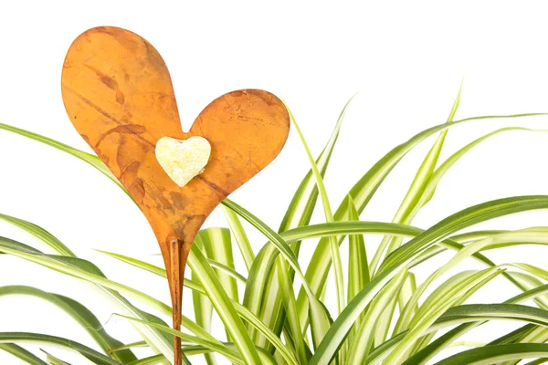 Spider plant with decoration heart — Stock Photo, Image