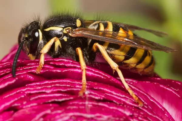 Wasp op bloem — Stockfoto