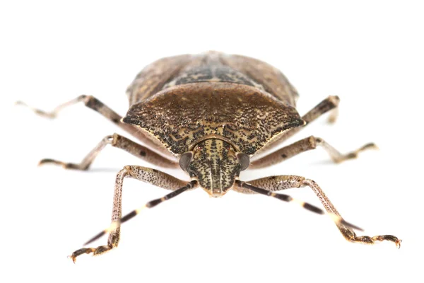 Bug closeup — Stock Photo, Image