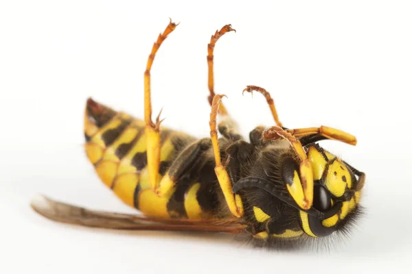 死黄蜂 — 图库照片