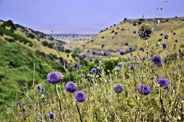 stock image Wild Nature