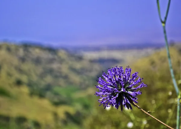 Purpule blomma Stockbild