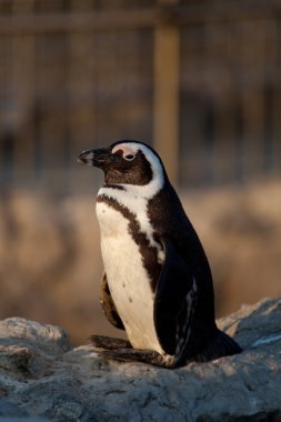 Penguen, magdalena, santander, cantabria, İspanya