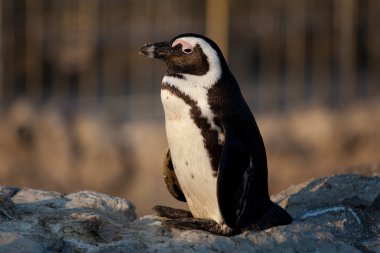 Penguen, magdalena, santander, cantabria, İspanya