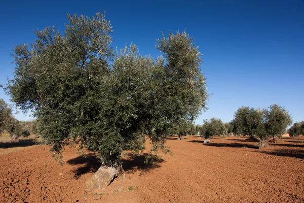 Olive countryside, Toledo, Castilla la Mancha, Spain — Stock Photo, Image