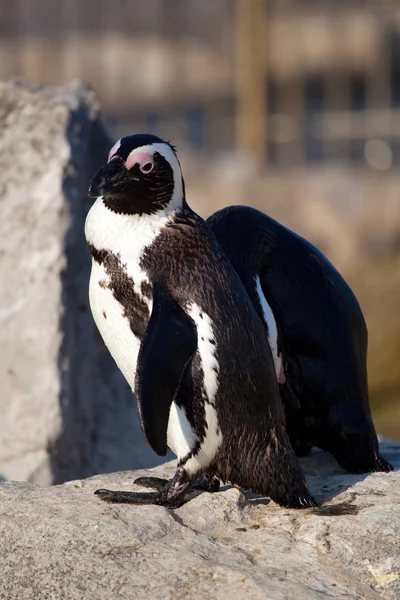 Pinguins, The Magdalena, Santander, Cantabria, Espanha — Fotografia de Stock