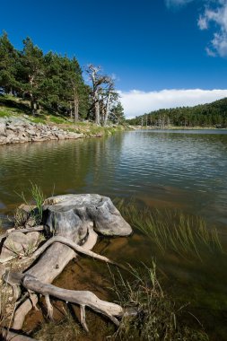 Göl ördek, sierra de la demanda, burgos, İspanya