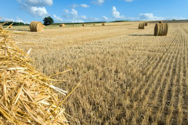 Staw bales near Angouleme in Poitou-Charentes, France clipart