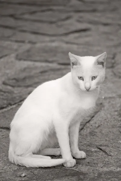 Cat in La Puebla de Sanabria, Zamora (Spain) — Stock Photo, Image