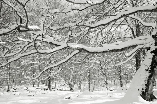 Nieve en Opakua —  Fotos de Stock