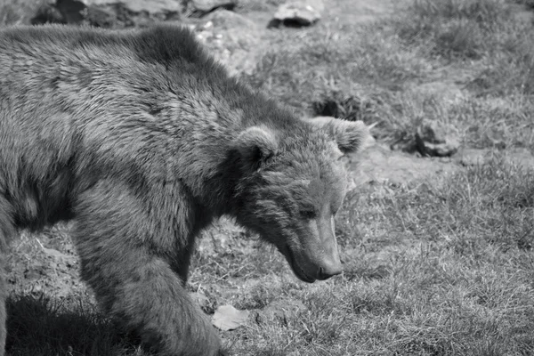 stock image Bear in black and white