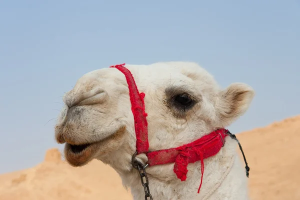 Camello en Palmira —  Fotos de Stock