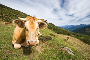 Cow in the port of San Glorio, León (Spain)