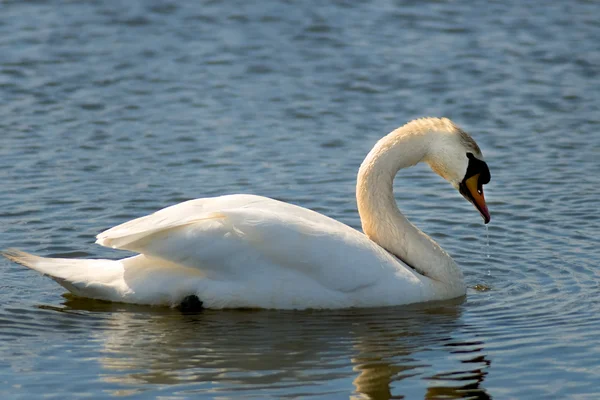 Swan in a lake — Stock Photo, Image