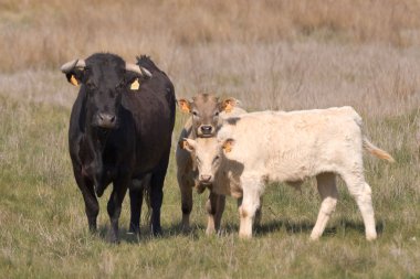 calfs ile boğa