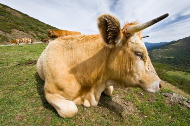 Cow in San Glorio, León (Spain)