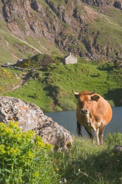 Cow in the natural park of Somiedo, Asturias, Spain clipart
