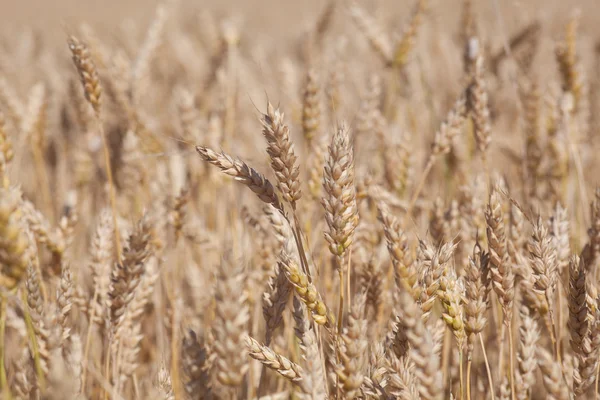 Пшеничное поле, Бургос, Испания — стоковое фото