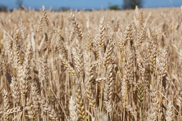 Pšeničné pole, burgos, Španělsko — Stock fotografie