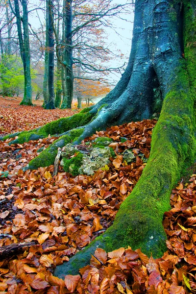 Träd i opakua, alava, Spanien — Stockfoto