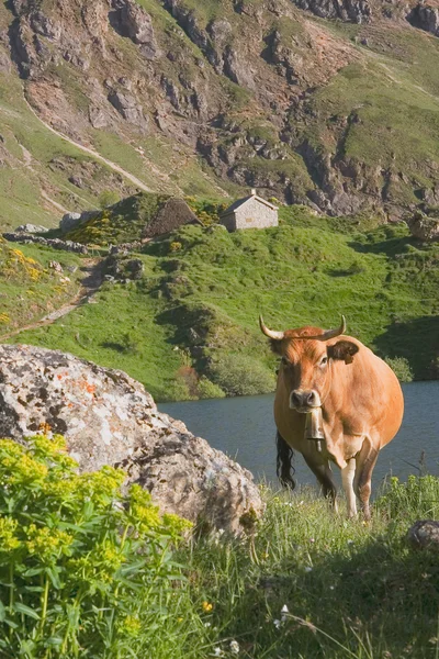 stock image Cow in the natural park of Somiedo, Asturias, Spain