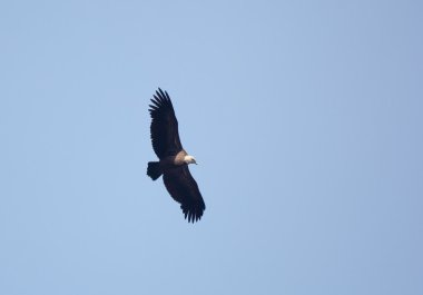 Vulture on Fly, Orduña, Bizkaia, Spain