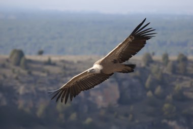 Vulture in las Hoces del Duraton, Segovia, Spain clipart