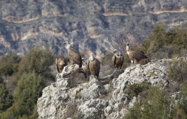Vultures in las Hoces del Duraton, Segovia, Spain clipart