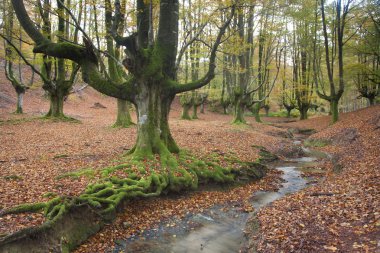 ahşap otzarreta sonbahar, gorbeia, alava, İspanya