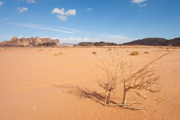 Deserto de rum wadi — Fotografia de Stock