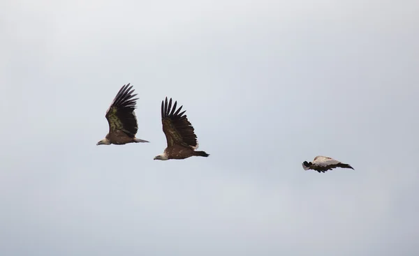 Vulture, Gayangos, Burgos, Spagna — Foto Stock