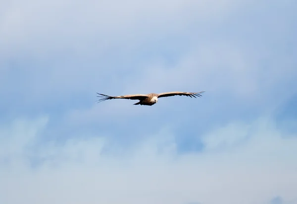 Vulture on Fly, Orduña, Bizkaia, Spain — стокове фото