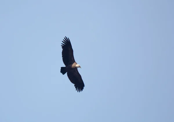 Vulture on Fly, Orduña, Bizkaia, Spain — Stock fotografie