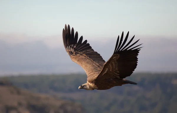 Vulture in las Hoces del Duraton, Segovia, Spain — Stock Photo, Image