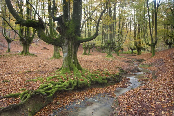 Stock image Wood of Otzarreta in autumn, Gorbeia, Alava, Spain