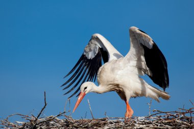 Stork, Vitoria, Alava, Spain clipart