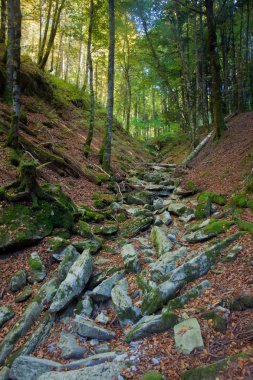 Selva de Irati Ormanı, Navarra, İspanya