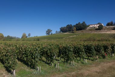 üzüm bağları saint emilion, gironde, aquitaine, Fransa