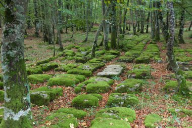 Santiago orman, alava, İspanya