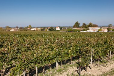 üzüm bağları saint emilion, gironde, aquitaine, Fransa