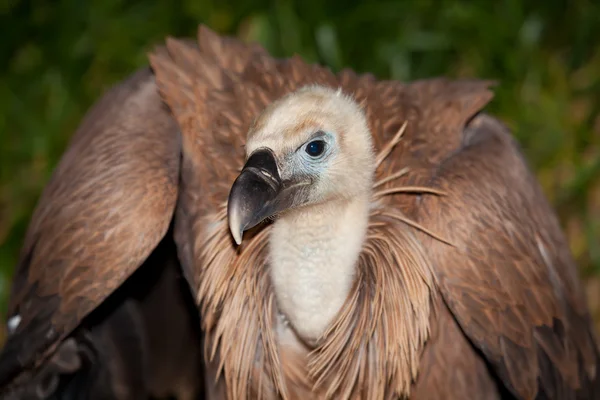 Vulture, The Merindades, Burgos, Spain — Stock Photo, Image