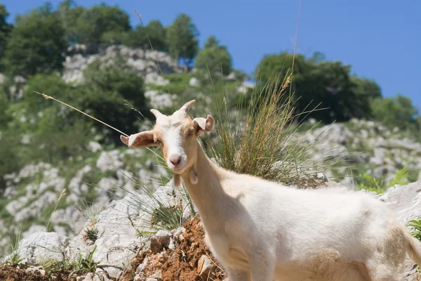 Geit in picos de europa, asturias, Spanje — Stockfoto