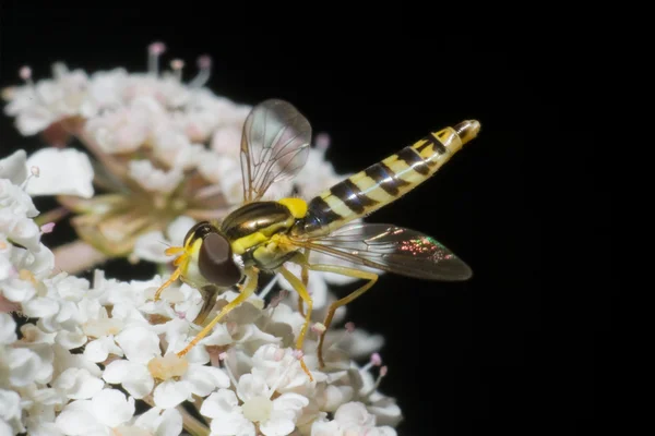 Eşek arısı, merindades, burgos, İspanya — Stok fotoğraf