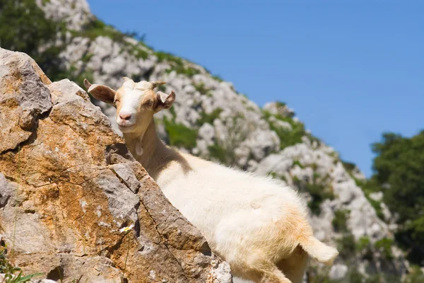 Ziege in picos de europa, asturien, spanien — Stockfoto