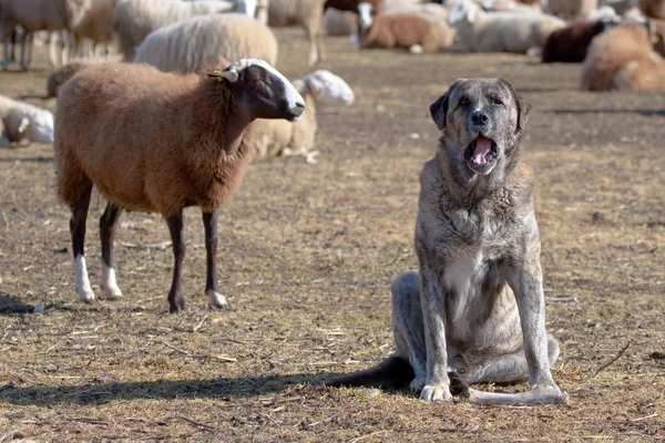 Banda de ovejas, Las Omañas, León, España — Foto de Stock
