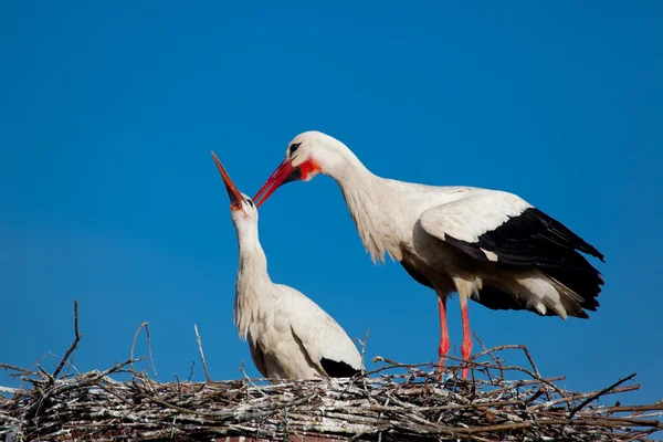 Stork, Vitória, Alava, Espanha — Fotografia de Stock