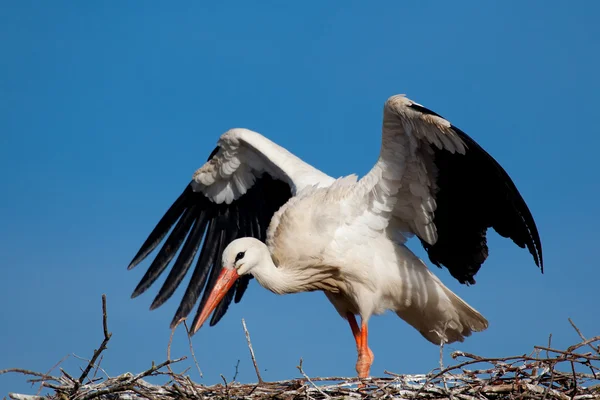 Stork, Vitória, Alava, Espanha — Fotografia de Stock