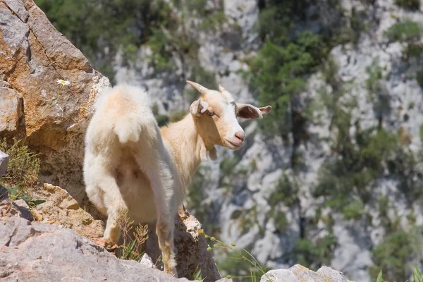 Geit in picos de europa, asturias, Spanje — Stockfoto