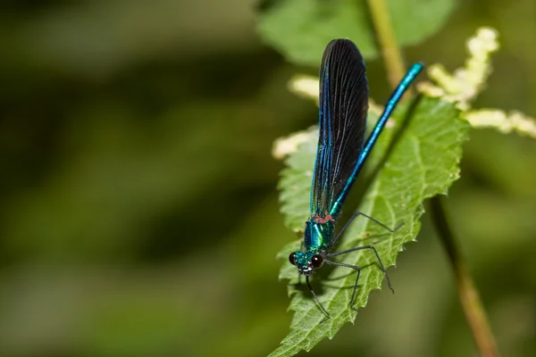 stock image Dragonfly, Canyon of the river wolves, Soria, Spain